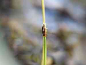 Yellow spikerush(Eleocharis flavescens)