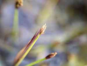 Yellow spikerush(Eleocharis flavescens)