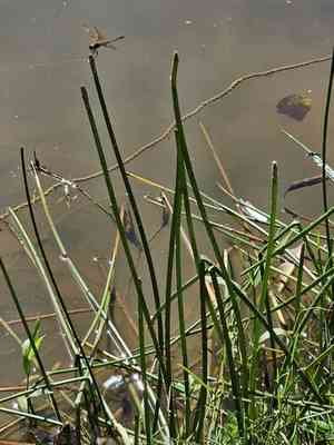 Knotted spikerush(Eleocharis interstincta)