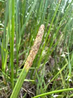 Knotted spikerush(Eleocharis interstincta)
