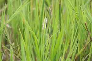 Knotted spikerush(Eleocharis interstincta)