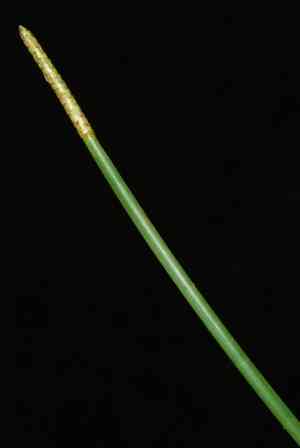 Knotted spikerush(Eleocharis interstincta)
