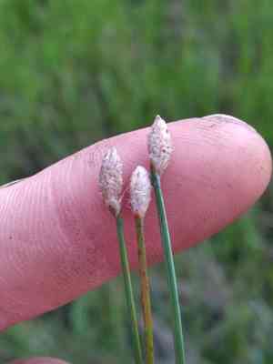 Blackfruit spikerush(Eleocharis melanocarpa)
