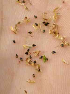 Blackfruit spikerush(Eleocharis melanocarpa)