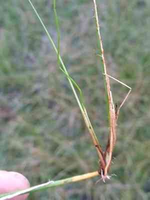 Blackfruit spikerush(Eleocharis melanocarpa)