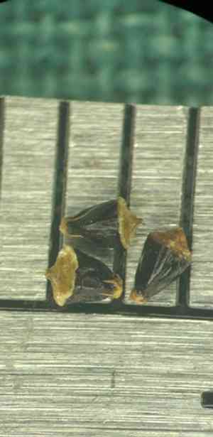 Blackfruit spikerush(Eleocharis melanocarpa)