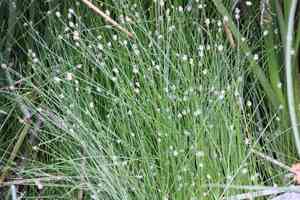 Sand spikerush(Eleocharis montevidensis)