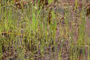 Sand spikerush(Eleocharis montevidensis)