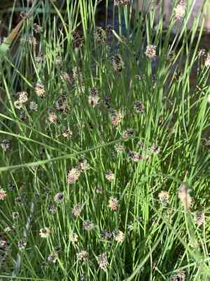 Sand spikerush(Eleocharis montevidensis)