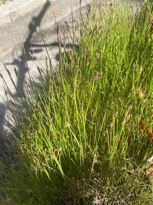 Common spikerush(Eleocharis palustris)