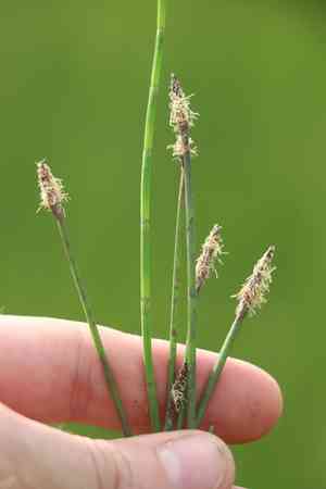 Common spikerush(Eleocharis palustris)