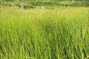Common spikerush(Eleocharis palustris)