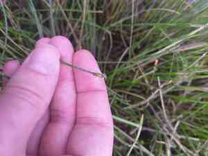 Common spikerush(Eleocharis palustris)