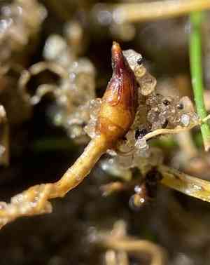 Dwarf spike-rush(Eleocharis parvula)