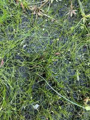 Dwarf spike-rush(Eleocharis parvula)