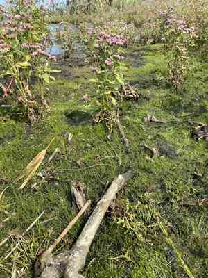 Dwarf spike-rush(Eleocharis parvula)