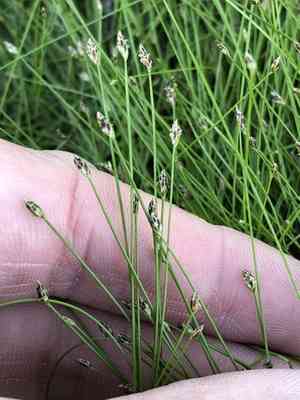 Dwarf spike-rush(Eleocharis parvula)