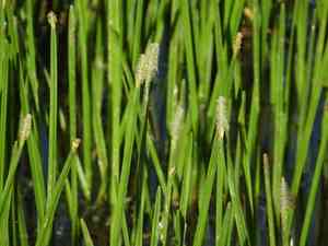 Squarestem spikerush(Eleocharis quadrangulata)