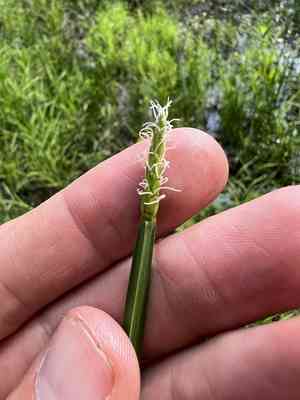 Squarestem spikerush(Eleocharis quadrangulata)
