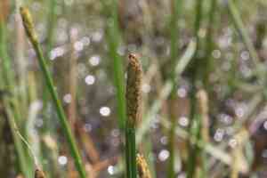 Squarestem spikerush(Eleocharis quadrangulata)