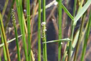 Squarestem spikerush(Eleocharis quadrangulata)