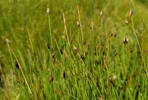 Few-flowered spike-rush(Eleocharis quinqueflora)