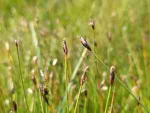 Few-flowered spike-rush(Eleocharis quinqueflora)