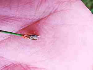 Few-flowered spike-rush(Eleocharis quinqueflora)