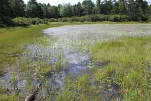 Robbins' spikerush(Eleocharis robbinsii)