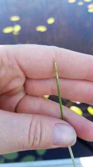 Robbins' spikerush(Eleocharis robbinsii)