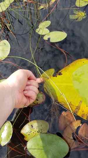 Robbins' spikerush(Eleocharis robbinsii)