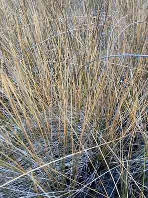 Beaked spikerush(Eleocharis rostellata)