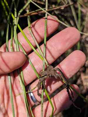 Beaked spikerush(Eleocharis rostellata)