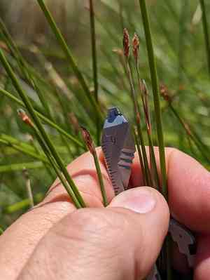 Beaked spikerush(Eleocharis rostellata)