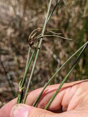 Beaked spikerush(Eleocharis rostellata)