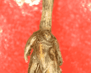 One-glumed spikesedge(Eleocharis uniglumis)