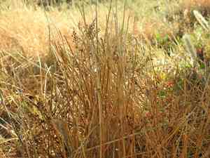 One-glumed spikesedge(Eleocharis uniglumis)