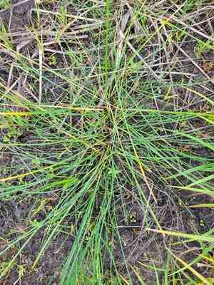 One-glumed spikesedge(Eleocharis uniglumis)