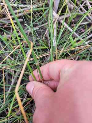 One-glumed spikesedge(Eleocharis uniglumis)