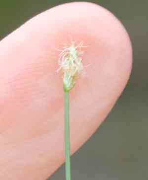 Eleocharis (Eleocharis)(Eleocharis)
