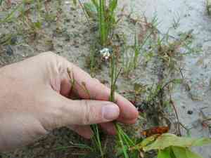 Eleocharis (Eleocharis)(Eleocharis)