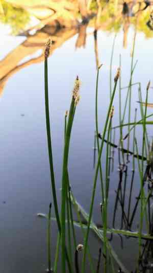 Eleocharis (Eleocharis)(Eleocharis)