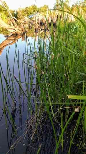 Eleocharis (Eleocharis)(Eleocharis)