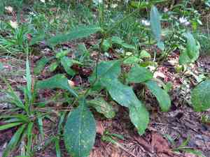 Carolina elephantsfoot(Elephantopus carolinianus)