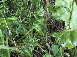 Carolina elephantsfoot(Elephantopus carolinianus)