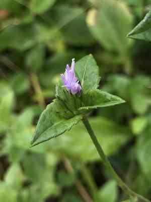 Carolina elephantsfoot(Elephantopus carolinianus)