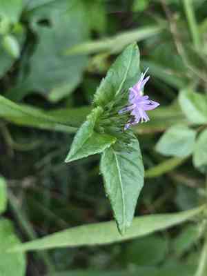 Carolina elephantsfoot(Elephantopus carolinianus)