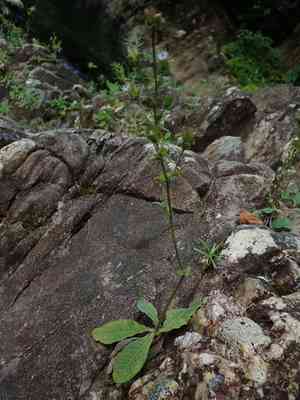 Soft elephantsfoot(Elephantopus mollis)