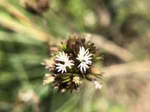 Soft elephantsfoot(Elephantopus mollis)