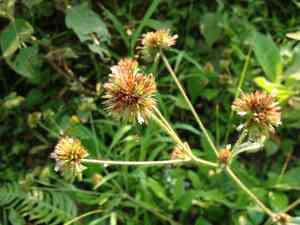 Soft elephantsfoot(Elephantopus mollis)